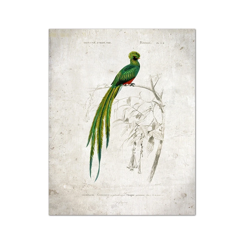 Plakat ptak tanager vintage ilustracja Ciemny szary