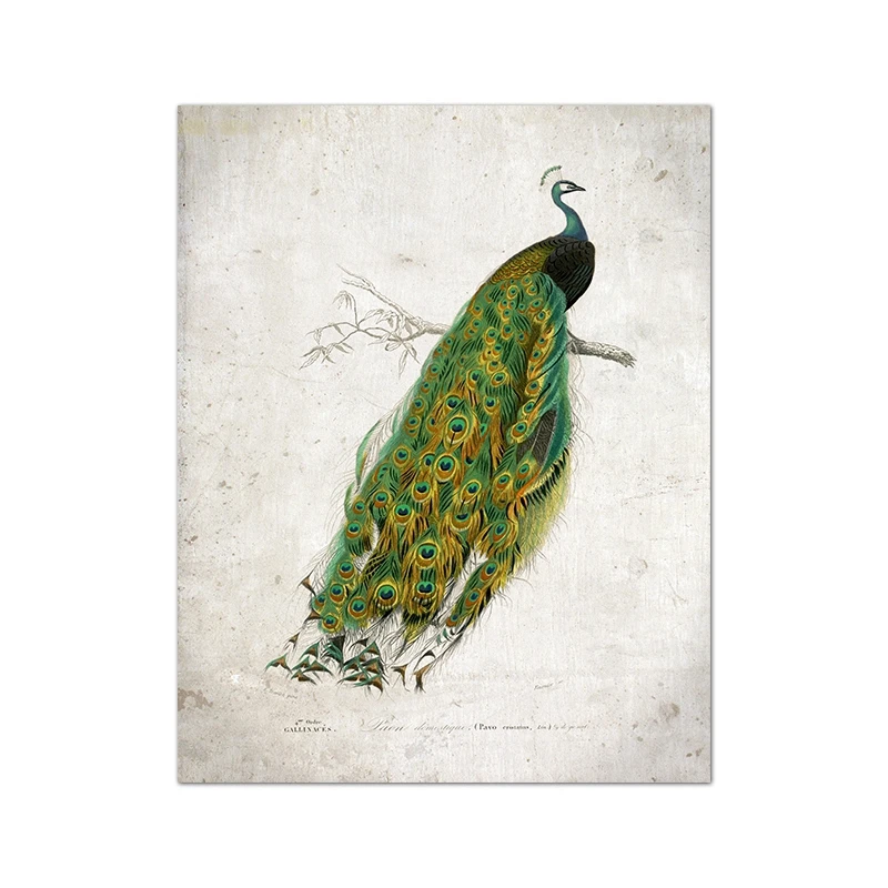 Plakat ptak tanager vintage ilustracja Czarny