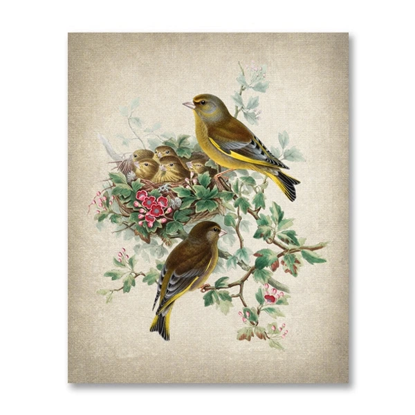 Plakat ptak tanager vintage ilustracja Czerwony