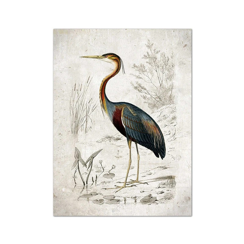 Plakat ptak tanager vintage ilustracja Fioletowy/фиолетовый