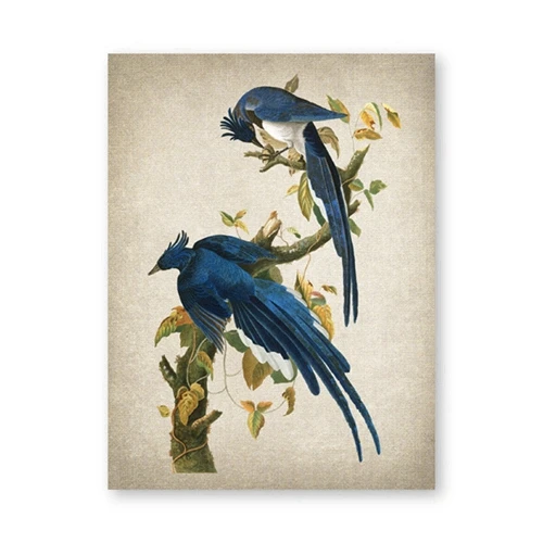 Plakat ptak tanager vintage ilustracja Granatowy