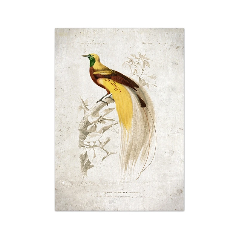 Plakat ptak tanager vintage ilustracja Jasnożółty