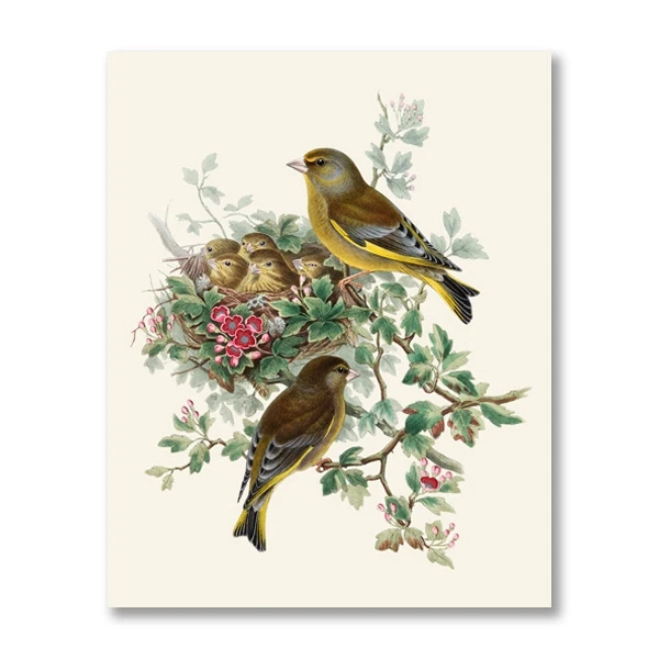 Plakat ptak tanager vintage ilustracja żółty