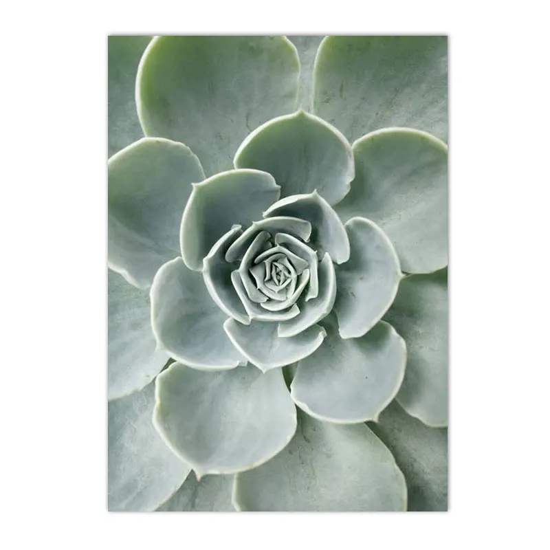 Plakat botaniczny - sukulenty i kaktusy Biały