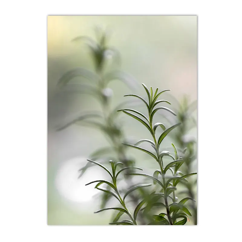 Plakat botaniczny - sukulenty i kaktusy Burgundia