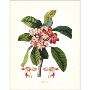 Plakat vintage botaniczny z ananasami i palmami Biały