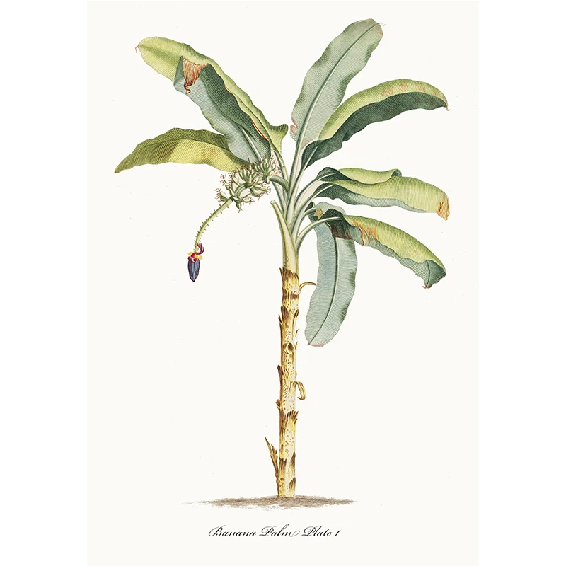 Plakat vintage botaniczny z ananasami i palmami Burgundia