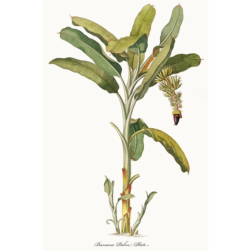 Plakat vintage botaniczny z ananasami i palmami Czerwony