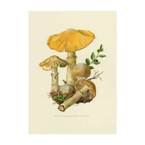 Plakat vintage botaniczny z grzybami Czerwony