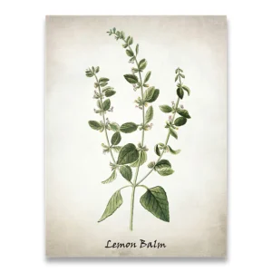 Plakat vintage zioła kulinarne botaniczny Granatowy