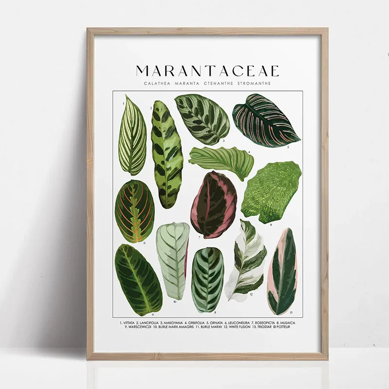 Plakat zielone botaniczne liście Kolba