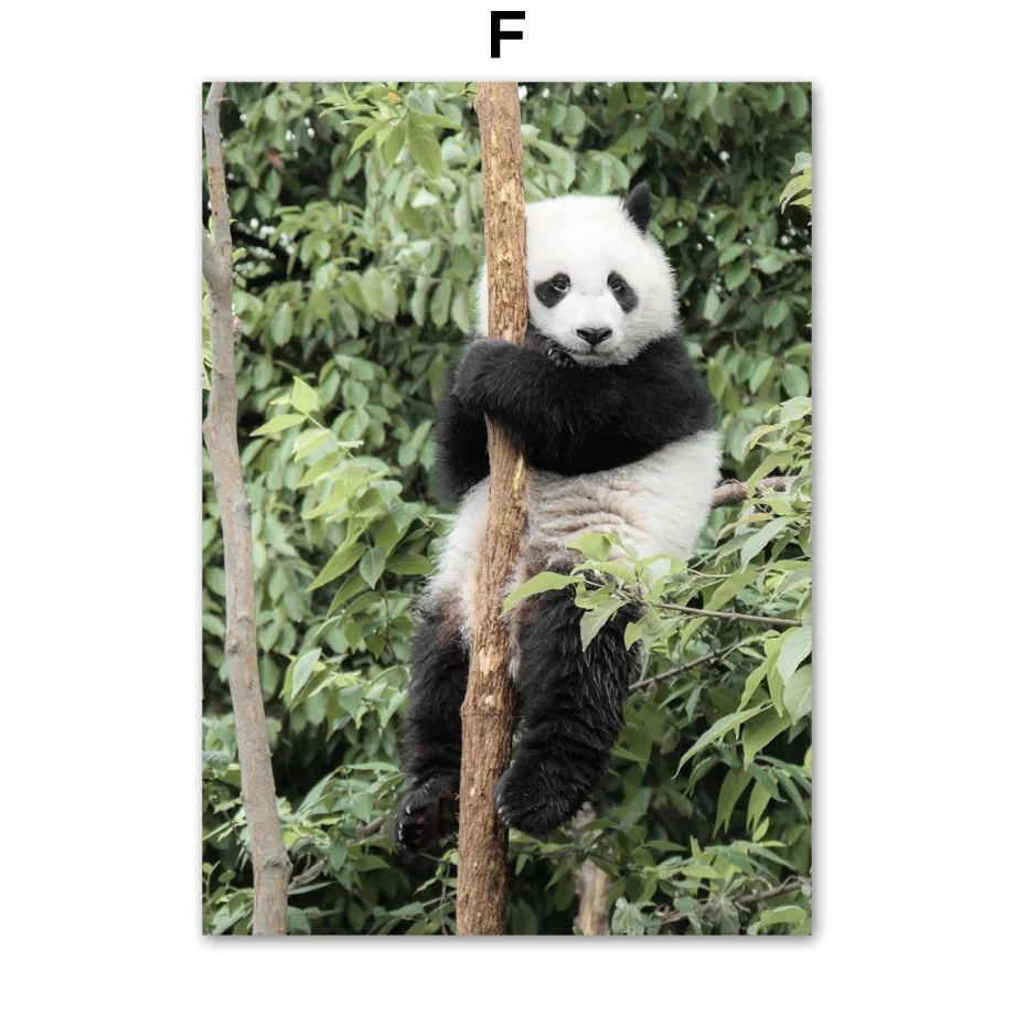 Żyrafa, tygrys, panda i słoń - plakat ze zwierzętami Jasnoszary