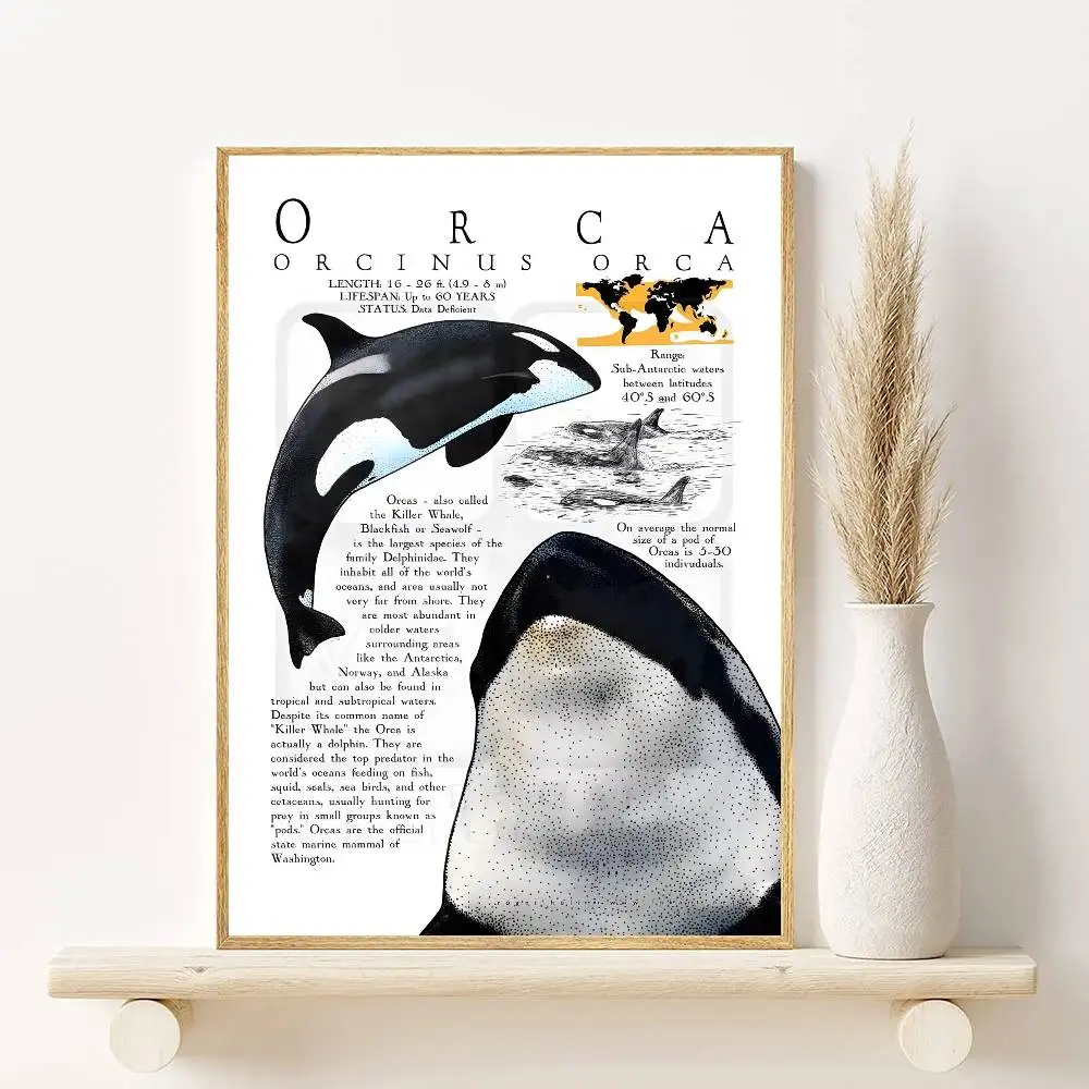 Plakat życie morskie i zwierzęta oceanu Wielo
