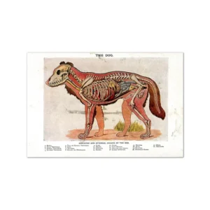 Anatomia zwierząt - plakaty edukacyjne vintage śliwka