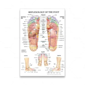 Refleksologia stóp - plakat anatomiczny Biały