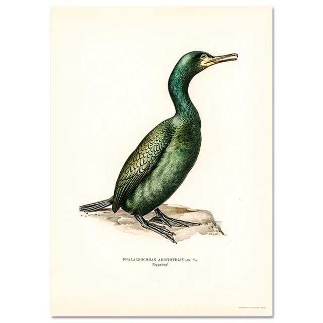 Retro ptak kormoran - realistyczny plakat na ścianę Biały