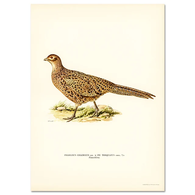 Retro ptak kormoran - realistyczny plakat na ścianę Burgundia