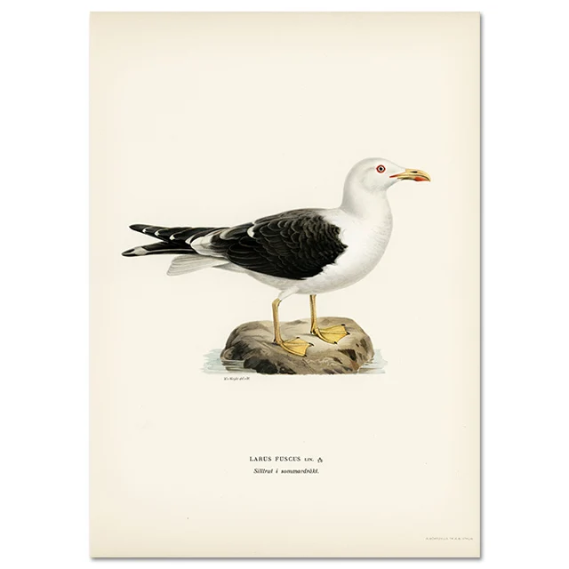 Retro ptak kormoran - realistyczny plakat na ścianę Czarny