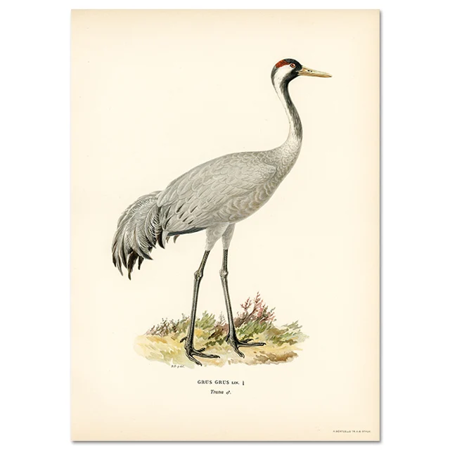 Retro ptak kormoran - realistyczny plakat na ścianę Czerwony