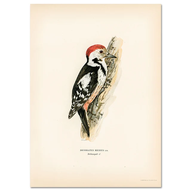 Retro ptak kormoran - realistyczny plakat na ścianę Fioletowy