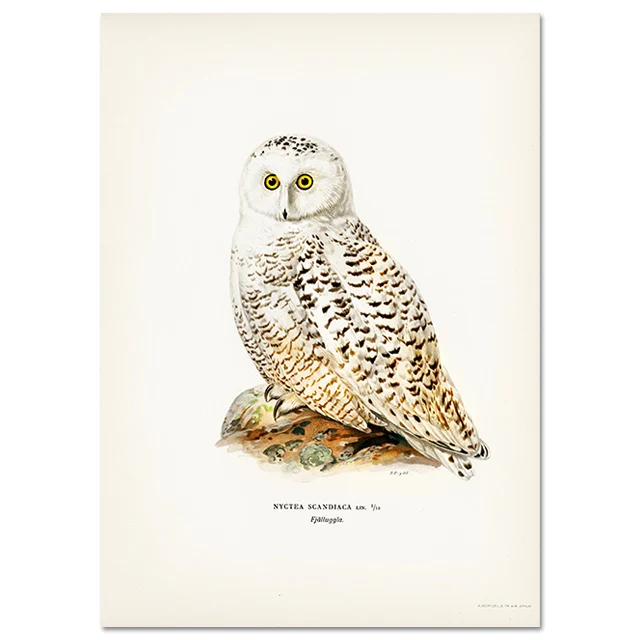 Retro ptak kormoran - realistyczny plakat na ścianę Granatowy