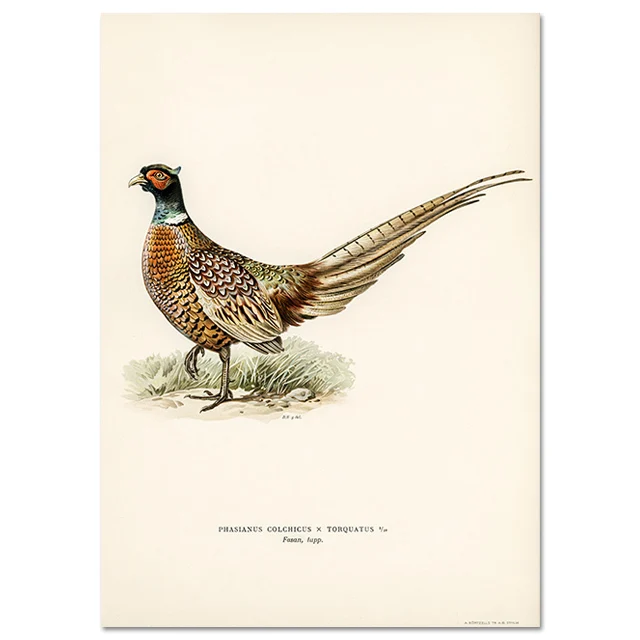 Retro ptak kormoran - realistyczny plakat na ścianę Jasnoszary