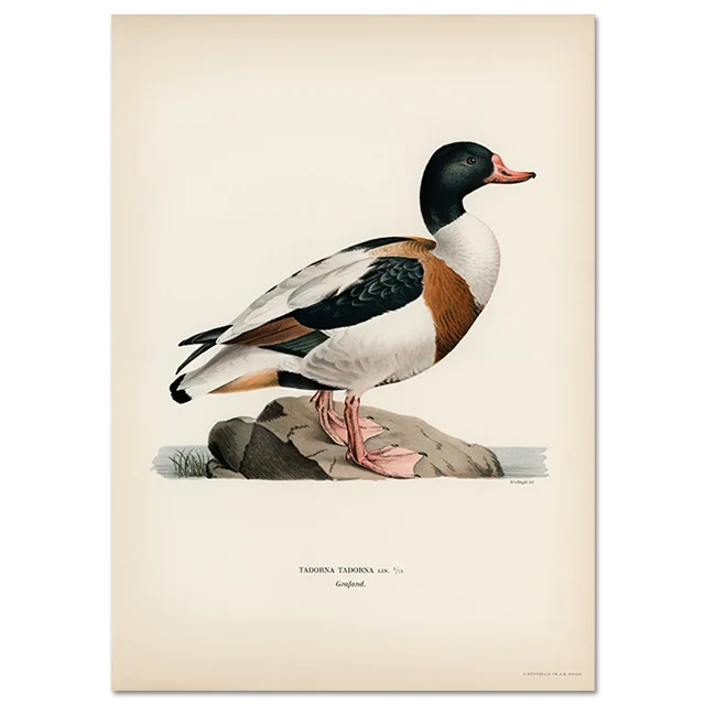 Retro ptak kormoran - realistyczny plakat na ścianę Jasnozielony