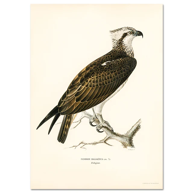 Retro ptak kormoran - realistyczny plakat na ścianę Jasnożółty