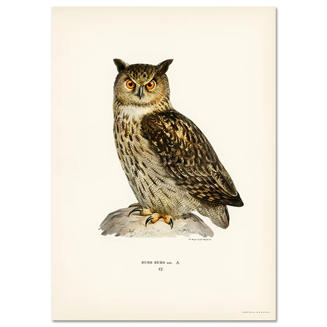 Retro ptak kormoran - realistyczny plakat na ścianę Niebieski