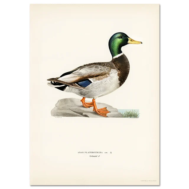 Retro ptak kormoran - realistyczny plakat na ścianę Zielony
